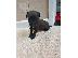 PoulaTo: Κουτάβια Patterdale